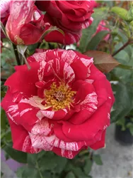 Rosenzauber -farbenfroh und duftend 