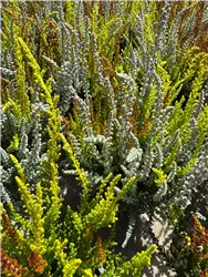 Start Herbst- und Heidebepflanzung 