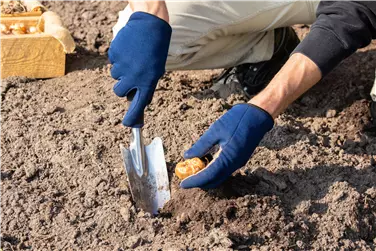 Beginn Blumenzwiebelsaison