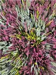 Herbst- und Heideschau