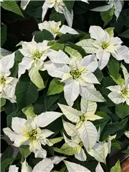 Weihnachtssterne aus eigener Produktion 