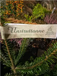 Weihnachtsbäume im Gartencenter 