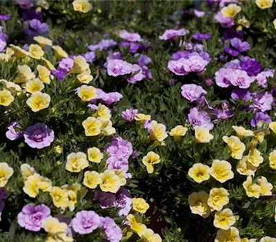 Farbe bekennen macht im Garten richtig Spaß!