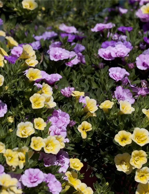 Farbe bekennen macht im Garten richtig Spaß!