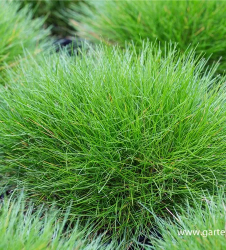 Bärenfell-Schwingel Bärenfell-Schwingel