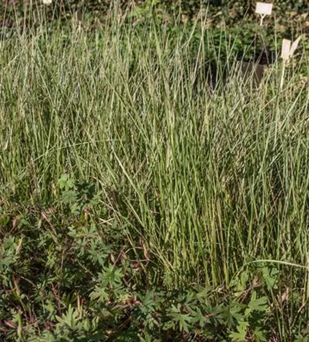 Atlas-Schwingel Atlas-Schwingel