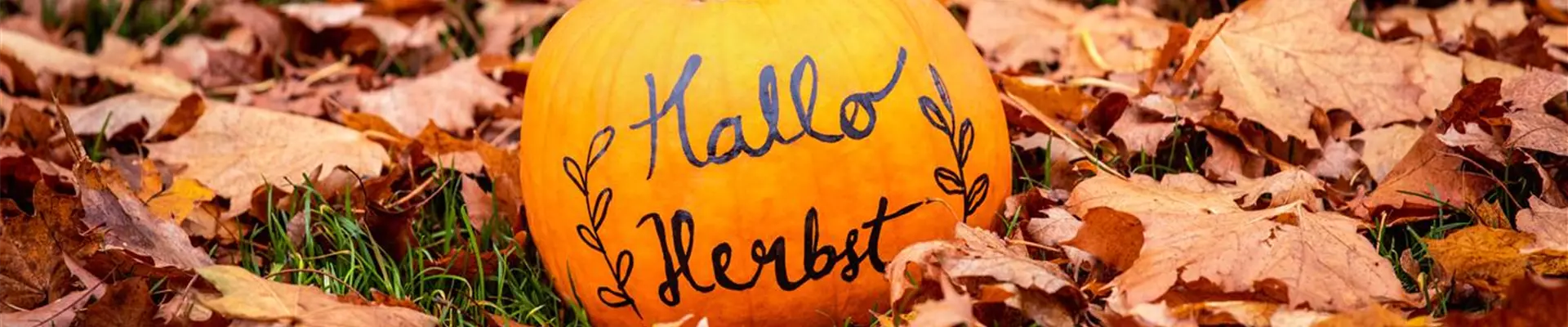 Herbst - Kürbis im Laub