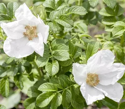 Weiße Apfelrose 'Alba'