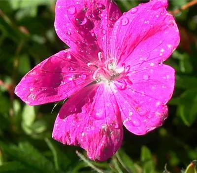 Garten-Blut-Storchschnabel 'Elsbeth' Garten-Blut-Storchschnabel 'Elsbeth'