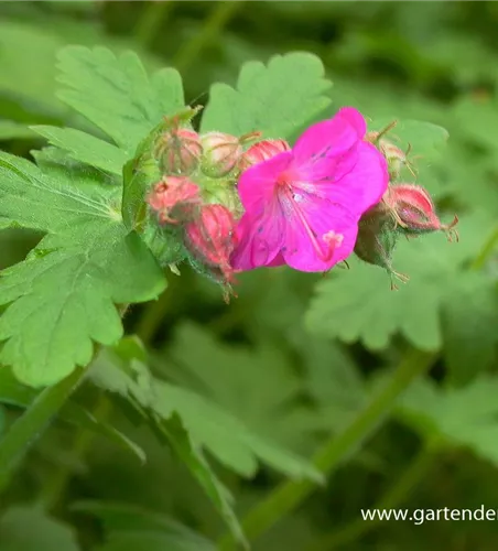 Geranium macrorrhizum Geranium macrorrhizum