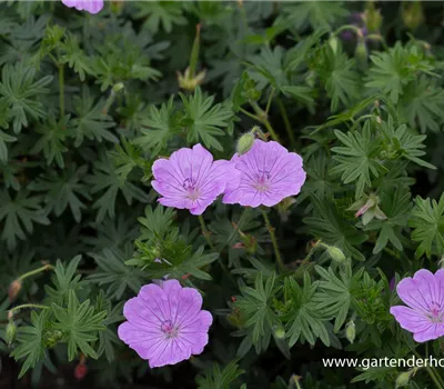 Blutroter Storchschnabel 'Glenluce'