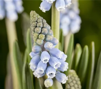 Fliegende Ostertassen
