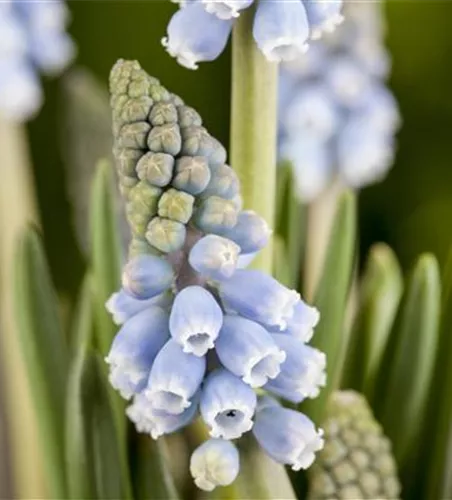Fliegende Ostertassen