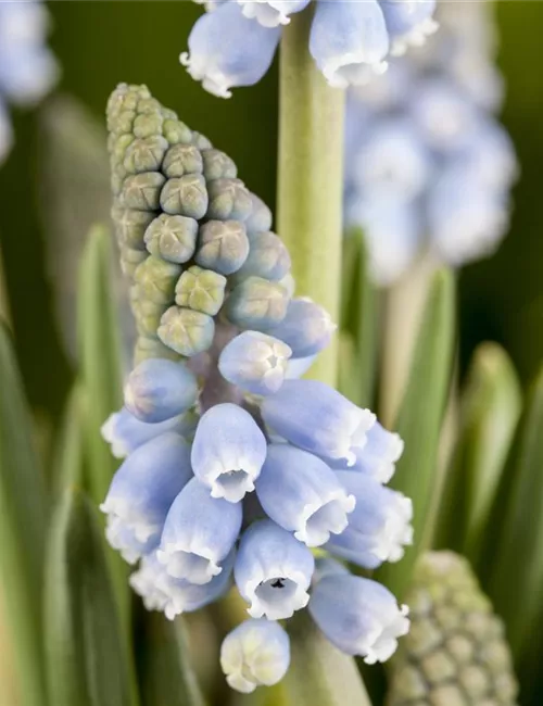 Fliegende Ostertassen