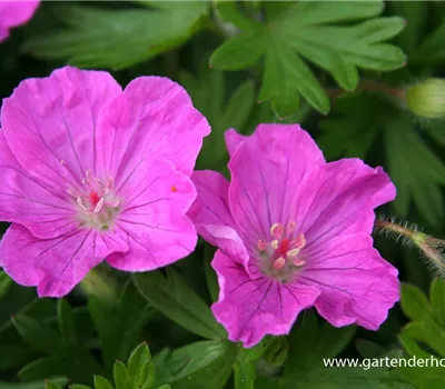Gestreifter Garten-Storchschnabel 'Ankum´s Pride' Gestreifter Garten-Storchschnabel 'Ankum´s Pride'