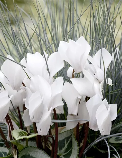 Alpenveilchen: Drinnen und draußen