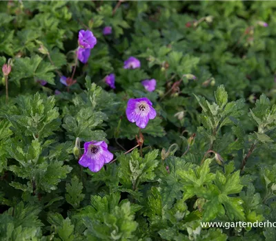 Wallichis Storchschnabel