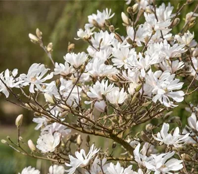 Frühblühende Gehölze – Ziemlich coole Gartenbewohner