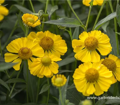 Herbst-Sonnenbraut Herbst-Sonnenbraut