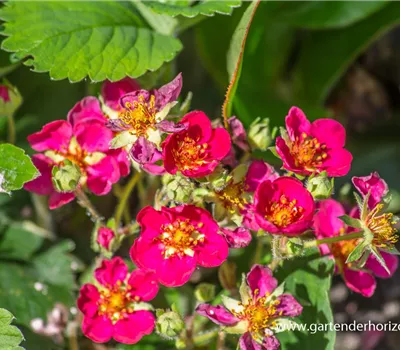 Garten-Zier-Erdbeere 'Red Ruby' Garten-Zier-Erdbeere 'Red Ruby'