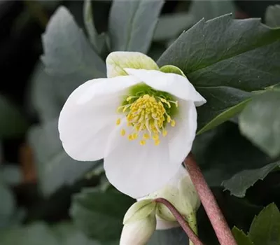 Frühblühende Garten-Christrose 'Praecox'