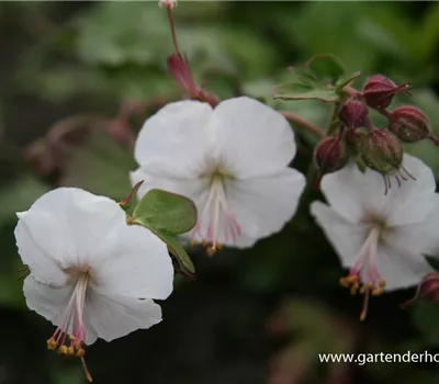 Cambridge-Bastard-Storchschnabel 'St. Ola' Cambridge-Bastard-Storchschnabel 'St. Ola'