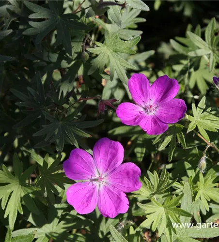 Garten-Blut-Storchschnabel Garten-Blut-Storchschnabel