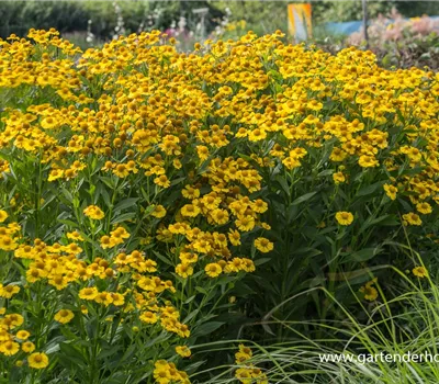 Sonnenbraut Sonnenbraut