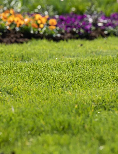 Für jeden Garten den richtigen Rasen