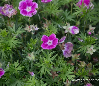 Garten-Blut-Storchschnabel 'Elke' Garten-Blut-Storchschnabel 'Elke'