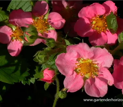 Garten-Zier-Erdbeere 'Pink Panda'® Garten-Zier-Erdbeere 'Pink Panda'®
