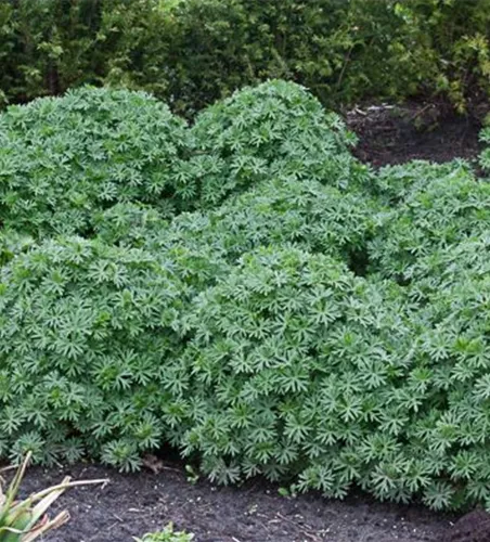 Garten-Blut-Storchschnabel 'Ron Leed' Garten-Blut-Storchschnabel 'Ron Leed'