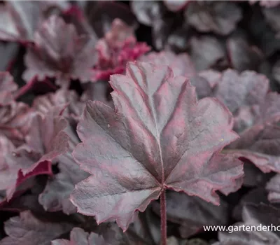 Garten-Silberglöckchen 'Obsidian' Garten-Silberglöckchen 'Obsidian'