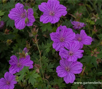 Wallichis Storchschnabel