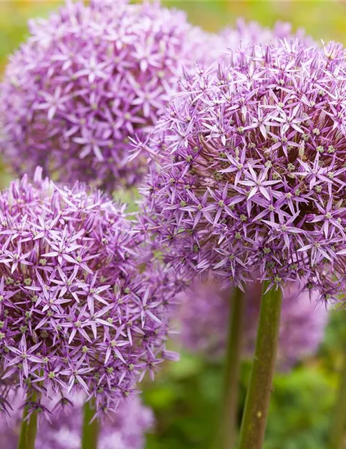 Allium – eleganter Zierlauch Allium – eleganter Zierlauch