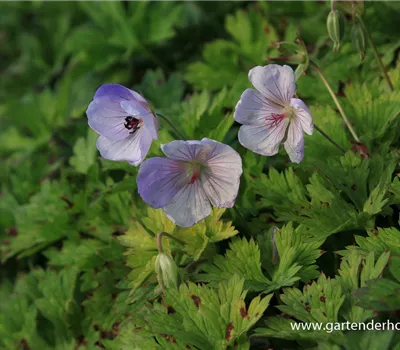 Garten-Storchschnabel 'Lilac Ice'®