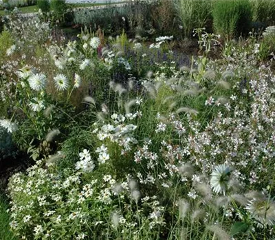 Ganz in Weiß – elegante Gartengestaltung mit Stil