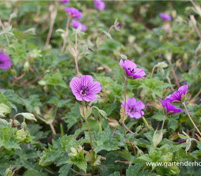 Garten-Storchschnabel 'Pink Penny'®