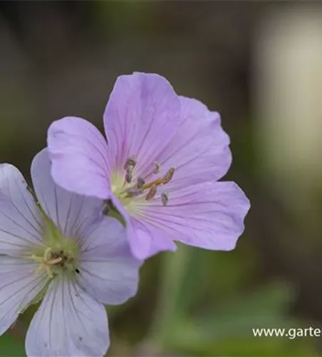 Geranium maculatum 'Chatto' Geranium maculatum 'Chatto'