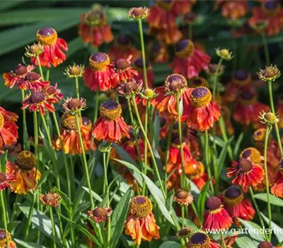 Sonnenbraut Sonnenbraut