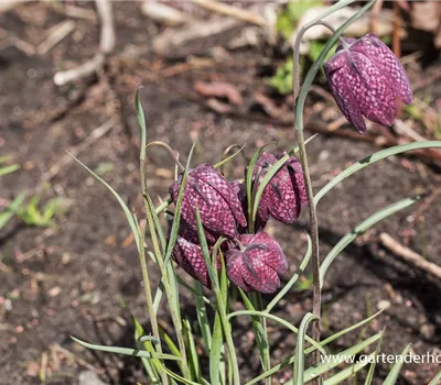 Gewöhnliche Schachblume