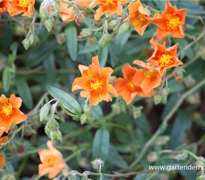 Garten-Sonnenröschen 'Bronzeteppich' Garten-Sonnenröschen 'Bronzeteppich'