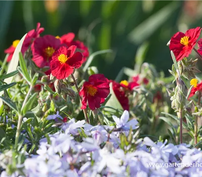 Garten-Sonnenröschen 'Supreme' Garten-Sonnenröschen 'Supreme'