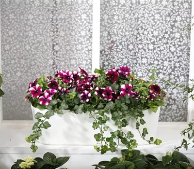 Bereit für den Sommer – Balkon und Garten blühen richtig auf