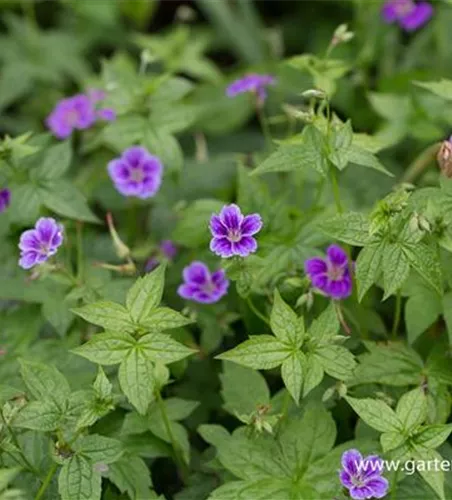 Geranium nodosum 'Clos du Coudray' Geranium nodosum 'Clos du Coudray'