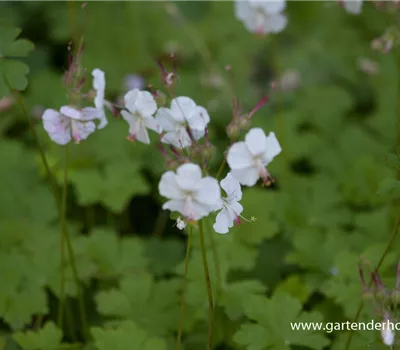 Cambridge-Bastard-Storchschnabel 'Biokovo' Cambridge-Bastard-Storchschnabel 'Biokovo'