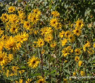 Garten-Stauden-Sonnenblume 'Monarch'