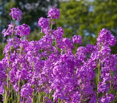 Gewöhnliche Nachtviole Gewöhnliche Nachtviole