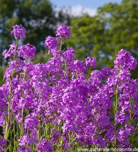 Gewöhnliche Nachtviole Gewöhnliche Nachtviole