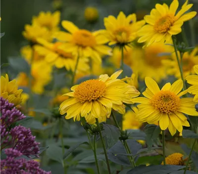Garten-Stauden-Sonnenblume 'Meteor'